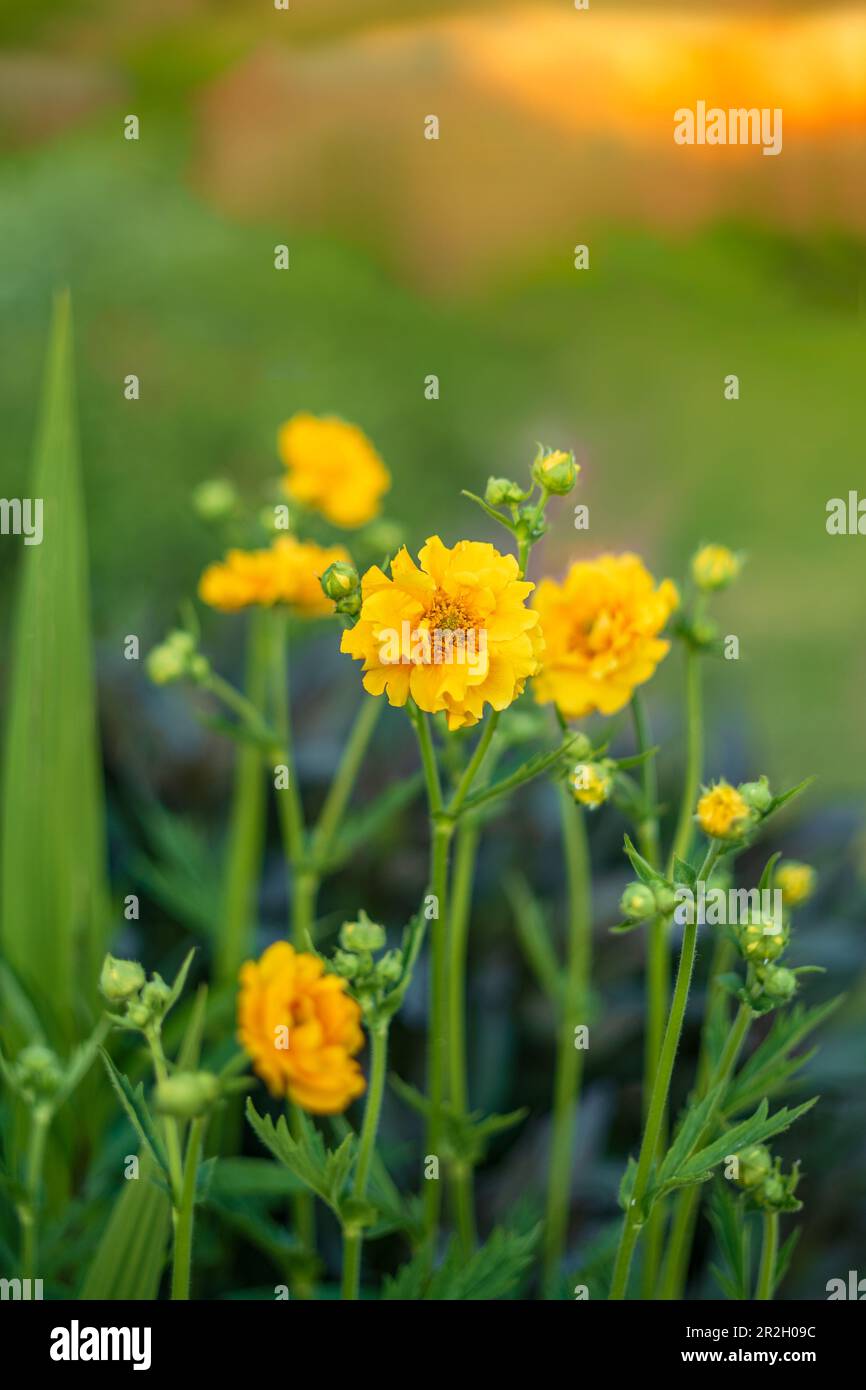 Jaune geum dame stratidden fleurs dans un lit de fleur à l'heure d'or comme le soleil cadre se reflète contre un mur de jardin de brique. Banque D'Images