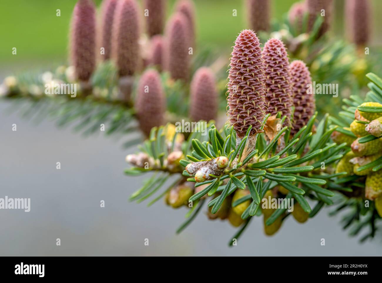 Gros plan des cônes de sapin de Corée (Abies koreana) Banque D'Images