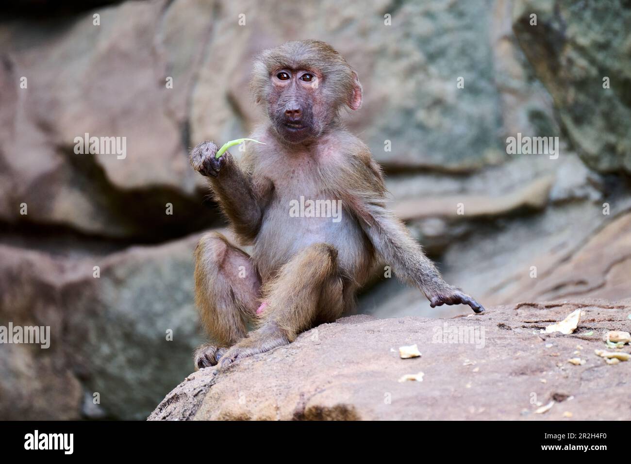 Babouins (Papio) au zoo de Berlin, Berlin, Allemagne Banque D'Images