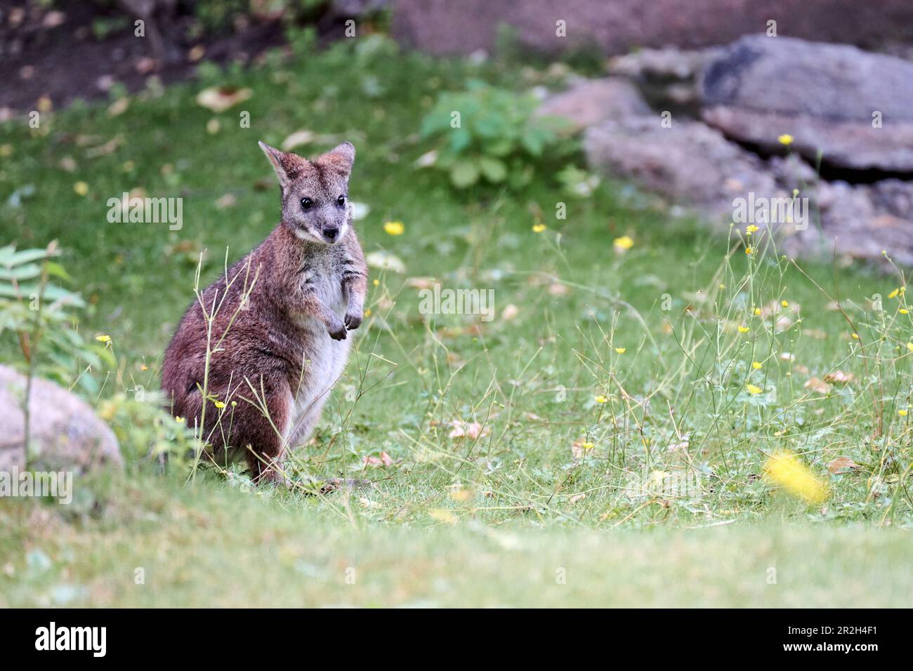 Wallabies (Notamacropus) au zoo de Berlin, Berlin, Allemagne Banque D'Images