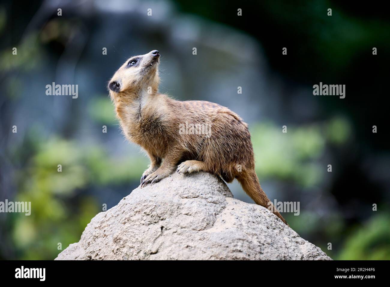 Meerkats (Suricata) au zoo de Berlin, Berlin, Allemagne Banque D'Images