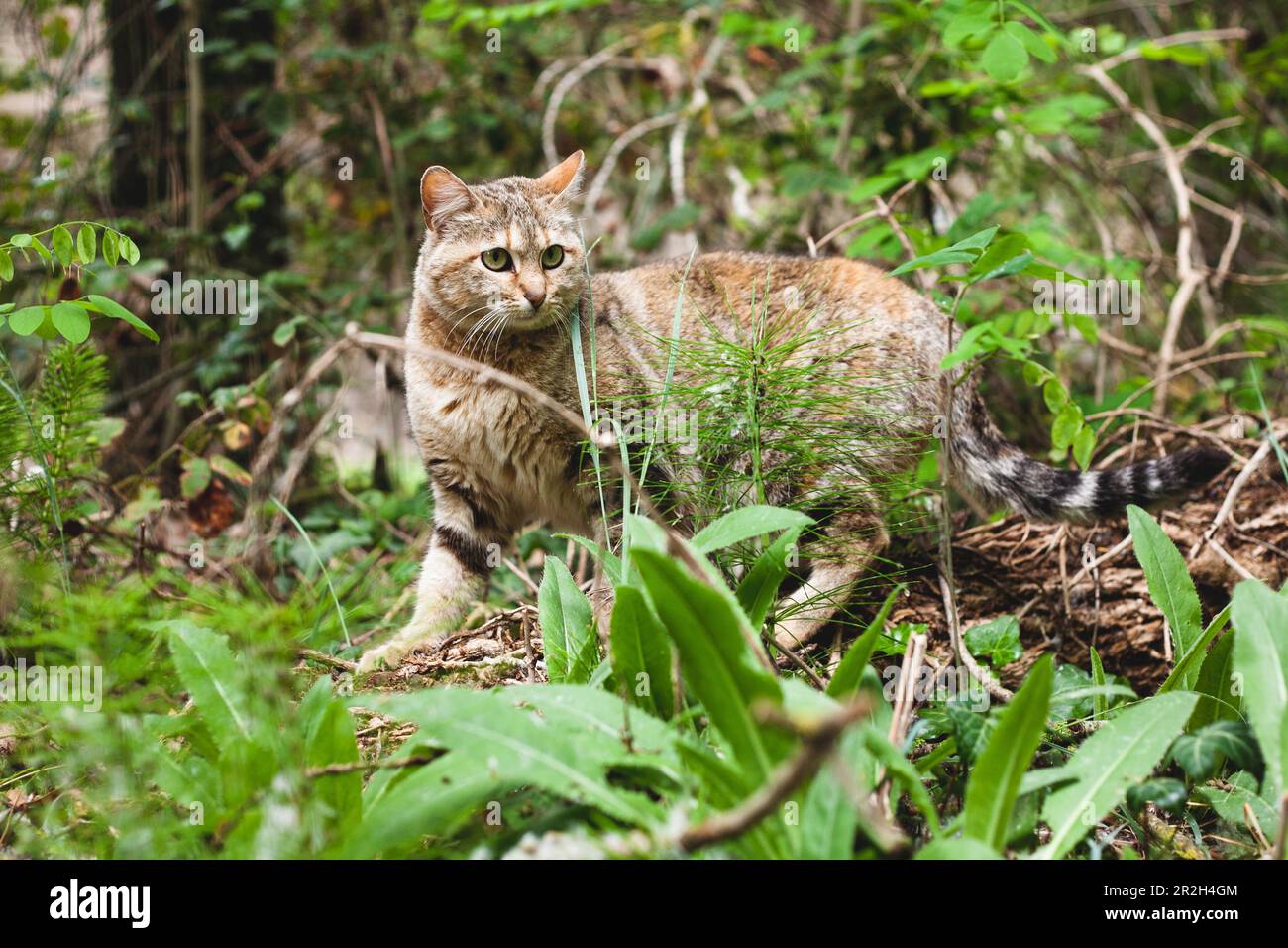 Une scène captivante se déroule dans les bois tandis qu'un chat curieux émerge de la végétation luxuriante, ajoutant une touche d'enchantement à l'environnement naturel Banque D'Images