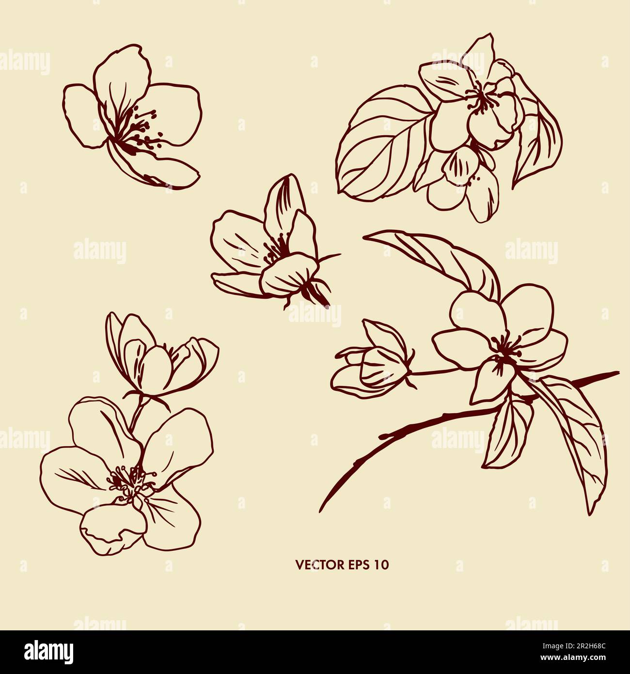 Illustration vectorielle de fleurs d'arbre de pomme. Plusieurs objets pour créer des arrière-plans, un élément de conception pour divers emballages, cartes postales, couvertures. Illustration de Vecteur