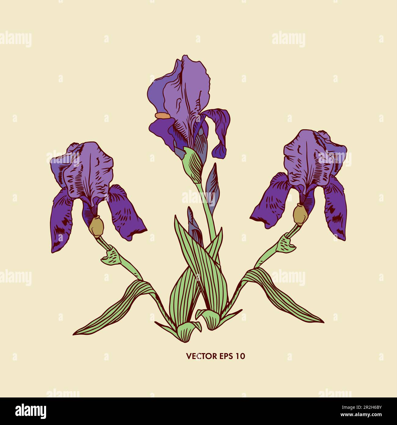 Iris violet vectoriel avec feuilles. Illustration graphique comme élément de conception pour cartes de vœux, bannières, prospectus, invitations de mariage. Illustration de Vecteur