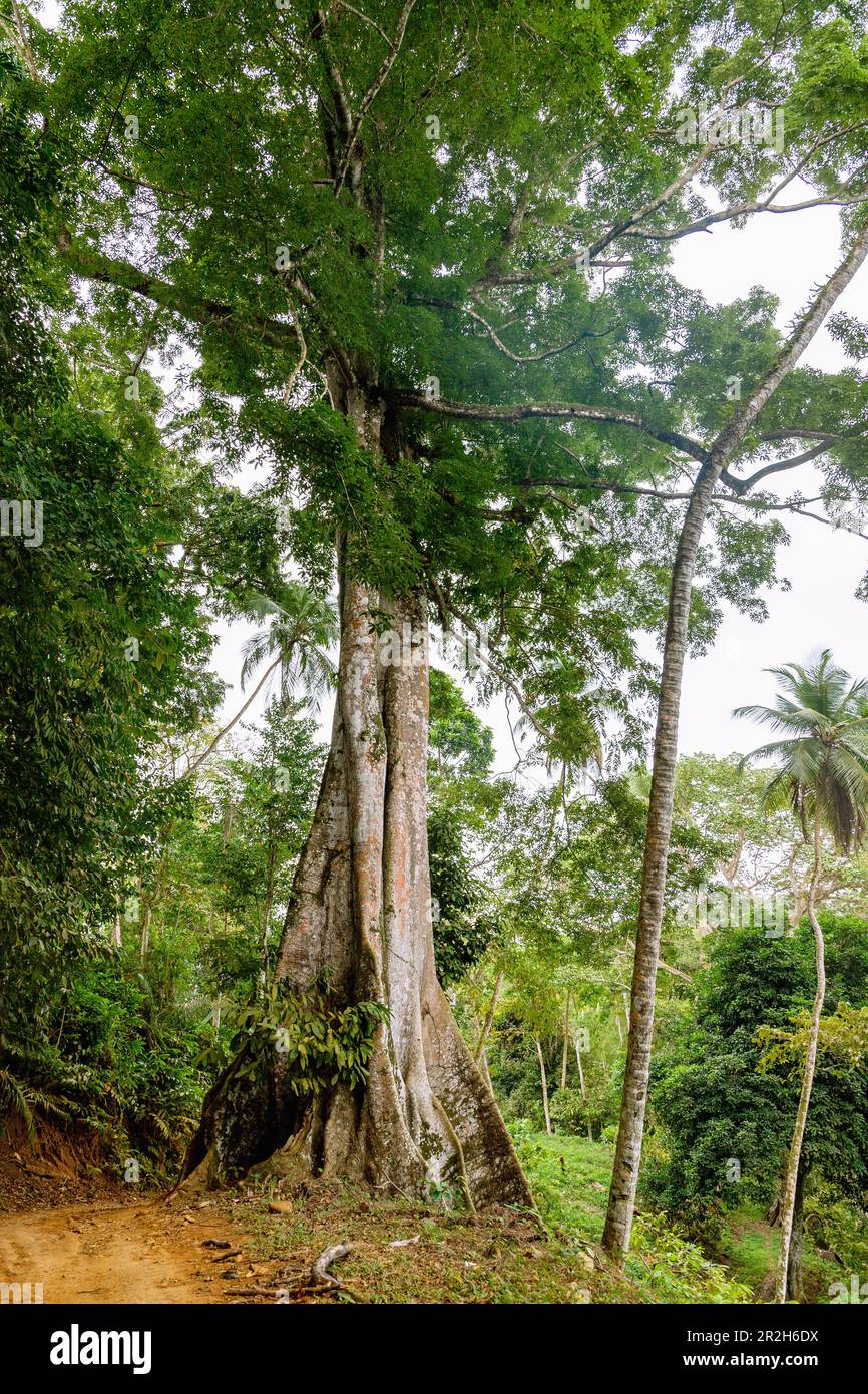 Arbre de Kapok, Ceiba pentandra, avec de grandes racines de contreforts sur l'île de Príncipe en Afrique de l'Ouest Banque D'Images
