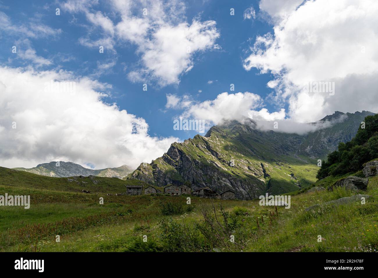Pâturage de montagne pendant la saison estivale à Valsemia, Piémont, Italie. Banque D'Images