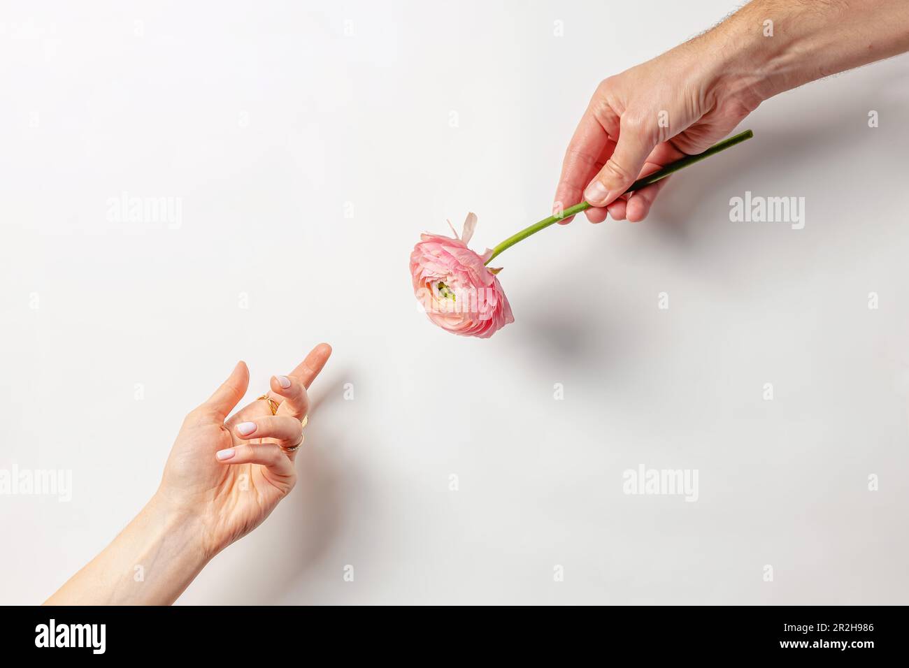 Mains mâles et femelles avec fleur de ranunculus, concept de cadeau de printemps Banque D'Images