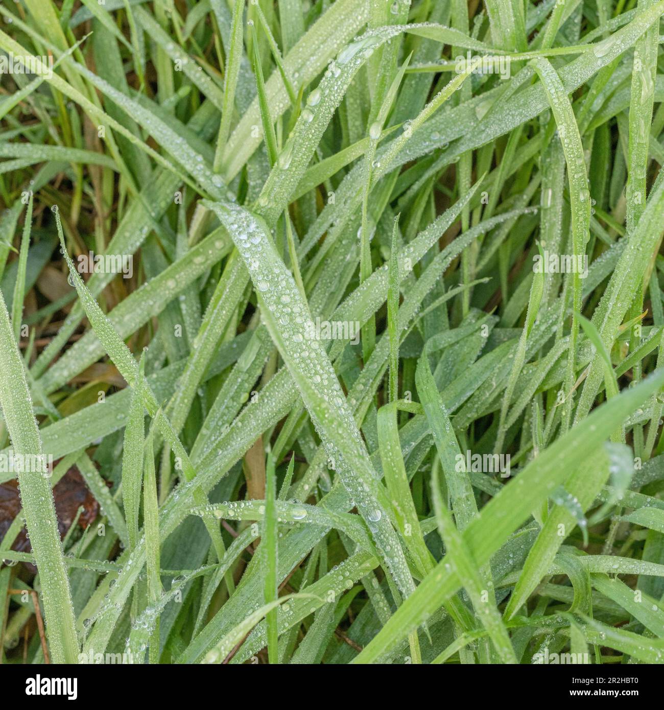 De légères gouttelettes de pluie sont laissées sur de l'herbe longue après une douche légère (peut-être aussi utilisées comme gouttes de rosée). Banque D'Images