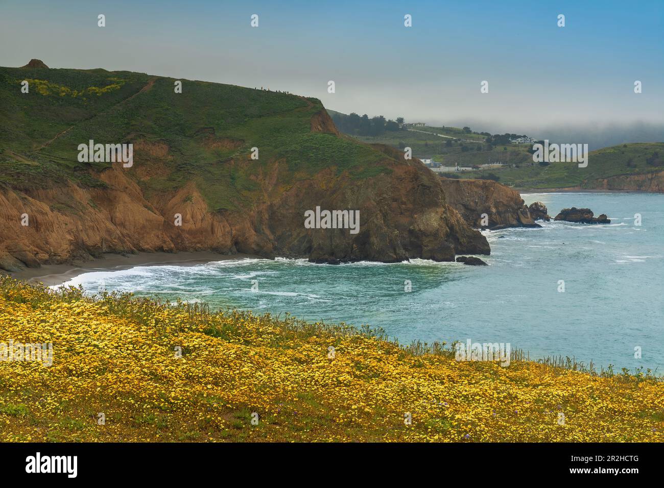 Spring Wildflower Display à Mori point, Pacifica, Californie. Banque D'Images
