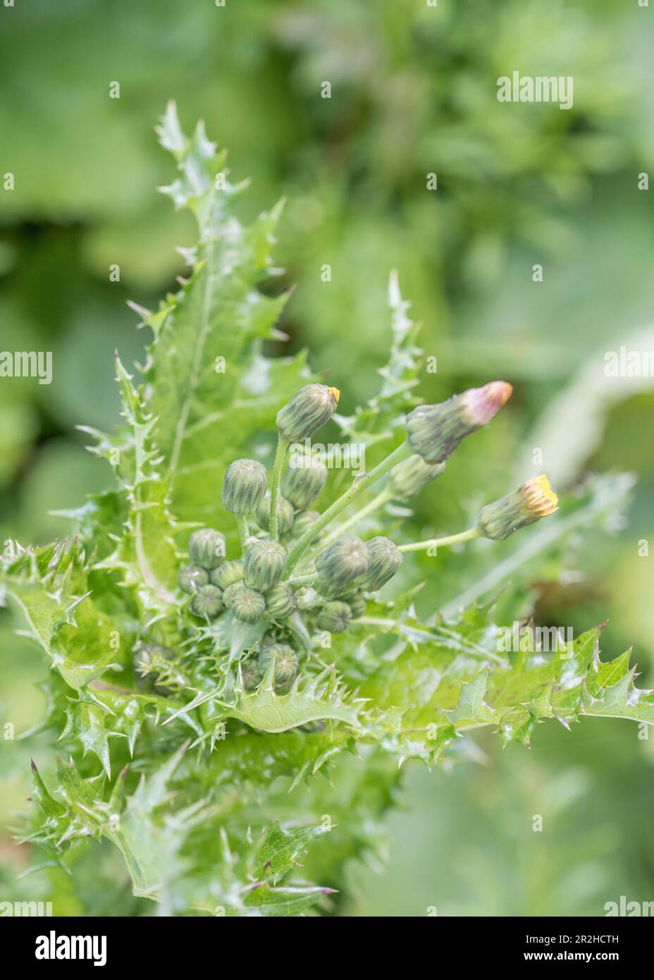 On le croit être Prickly SOW-Thistle / Sonchus asper poussant au Royaume-Uni hedgerow. Membre de la famille Dandelion, il a des grappes de fleurs jaunes. Banque D'Images