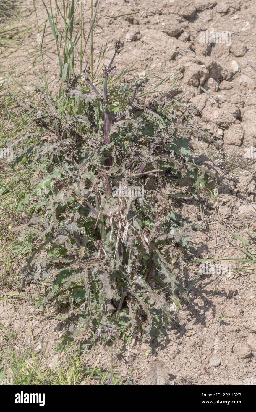 Spécimen mort de Thistle de Marsh / Cirsium palustre qui a été traité par voie ponctuelle avec un herbicide dans un champ laqué. Pour la lutte contre les mauvaises herbes, l'utilisation d'herbicides. Banque D'Images
