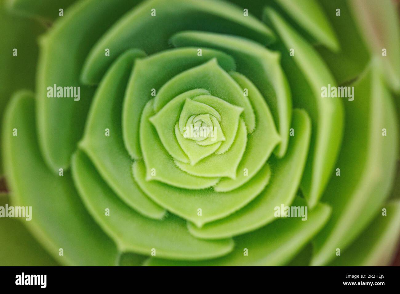 Gros plan sur les feuilles de plantes succulentes Banque D'Images