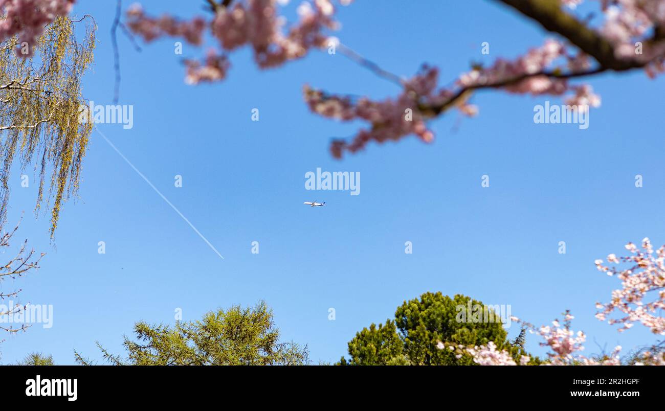 Avion derrière la fleur de cerisier au cimetière de Bispegjerg à Copenhague, Danemark Banque D'Images