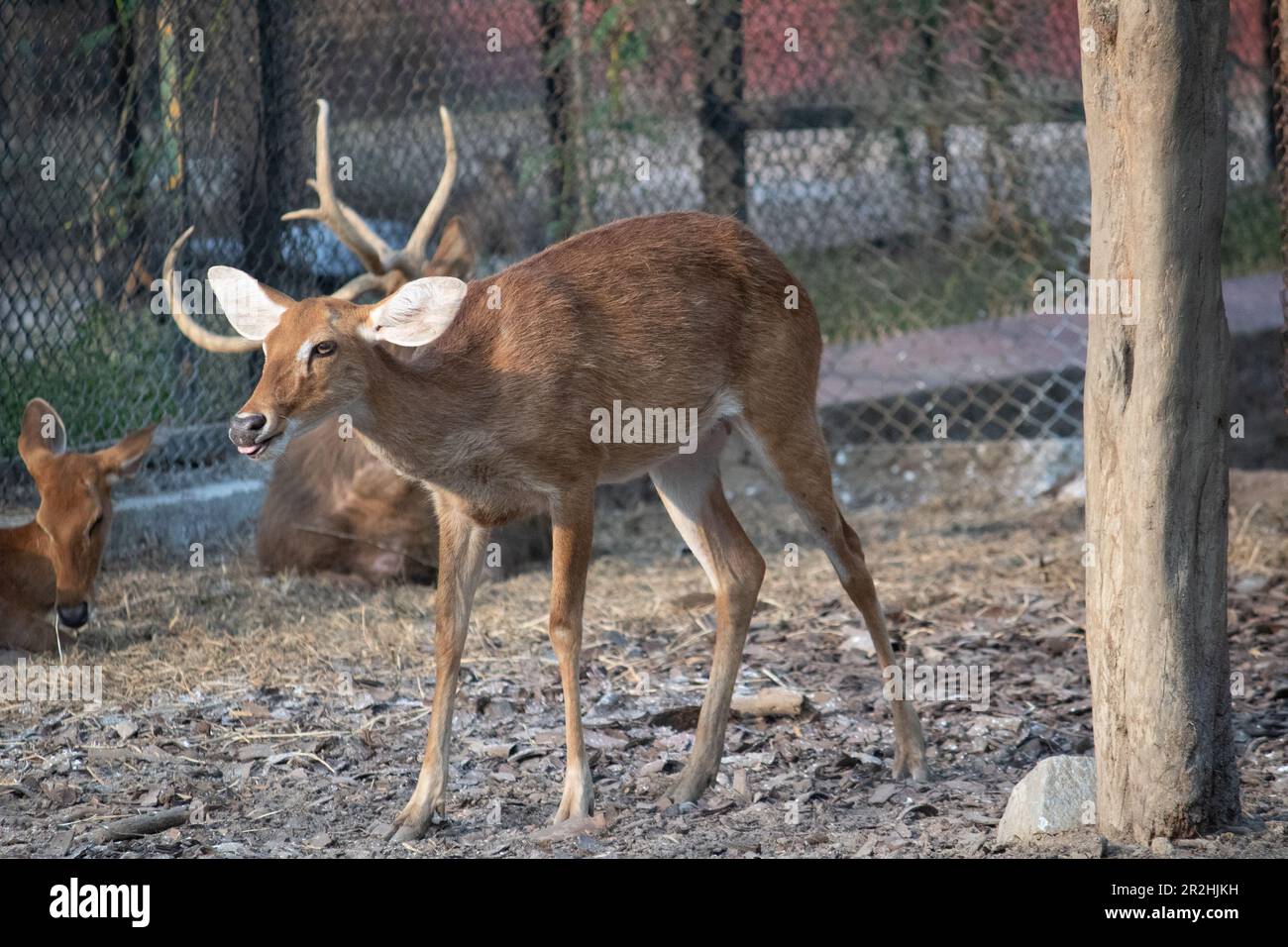 cerf au parc national de Bannerghatta Bangalore courant dans le zoo. Refuges de la faune sauvage de la forêt à Karnataka Inde Banque D'Images