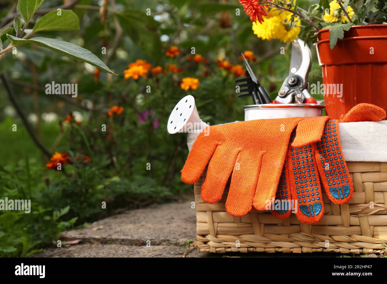Panier en osier avec gants de jardinage, fleurs en pot et outils à l' extérieur, espace pour le texte Photo Stock - Alamy