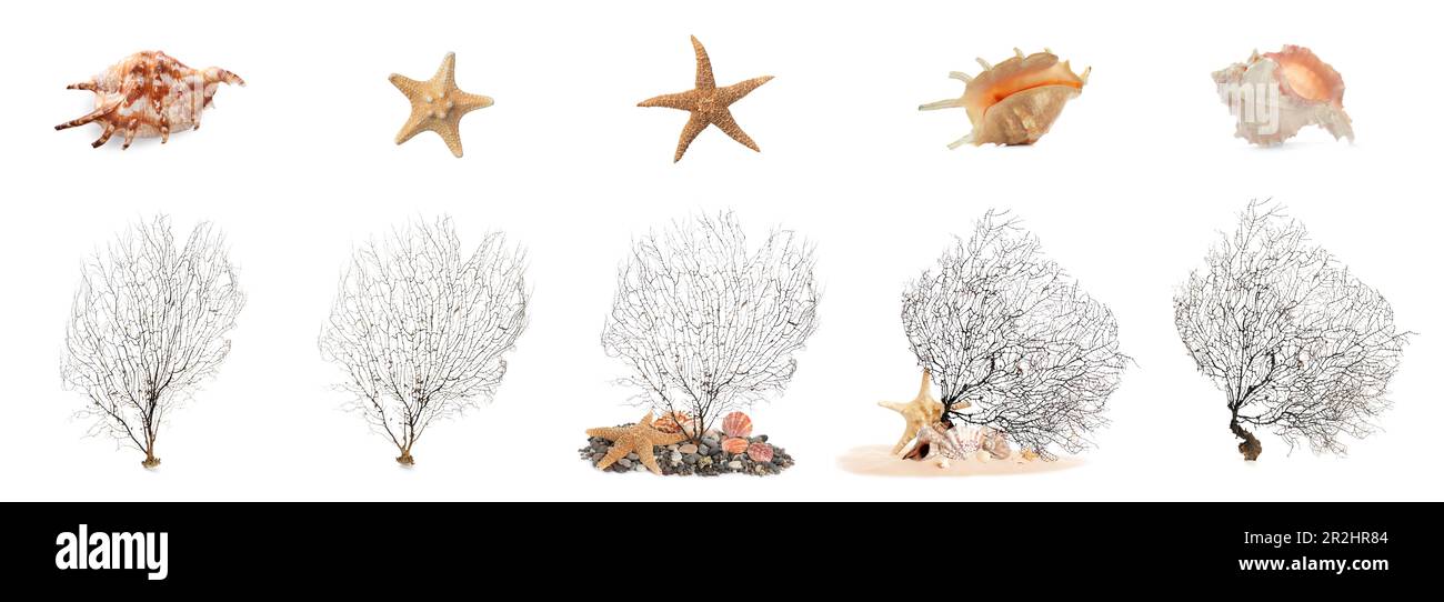 Ensemble de différents coquillages exotiques, étoiles de mer et coraux ramifiés sur fond blanc. Bannière Banque D'Images