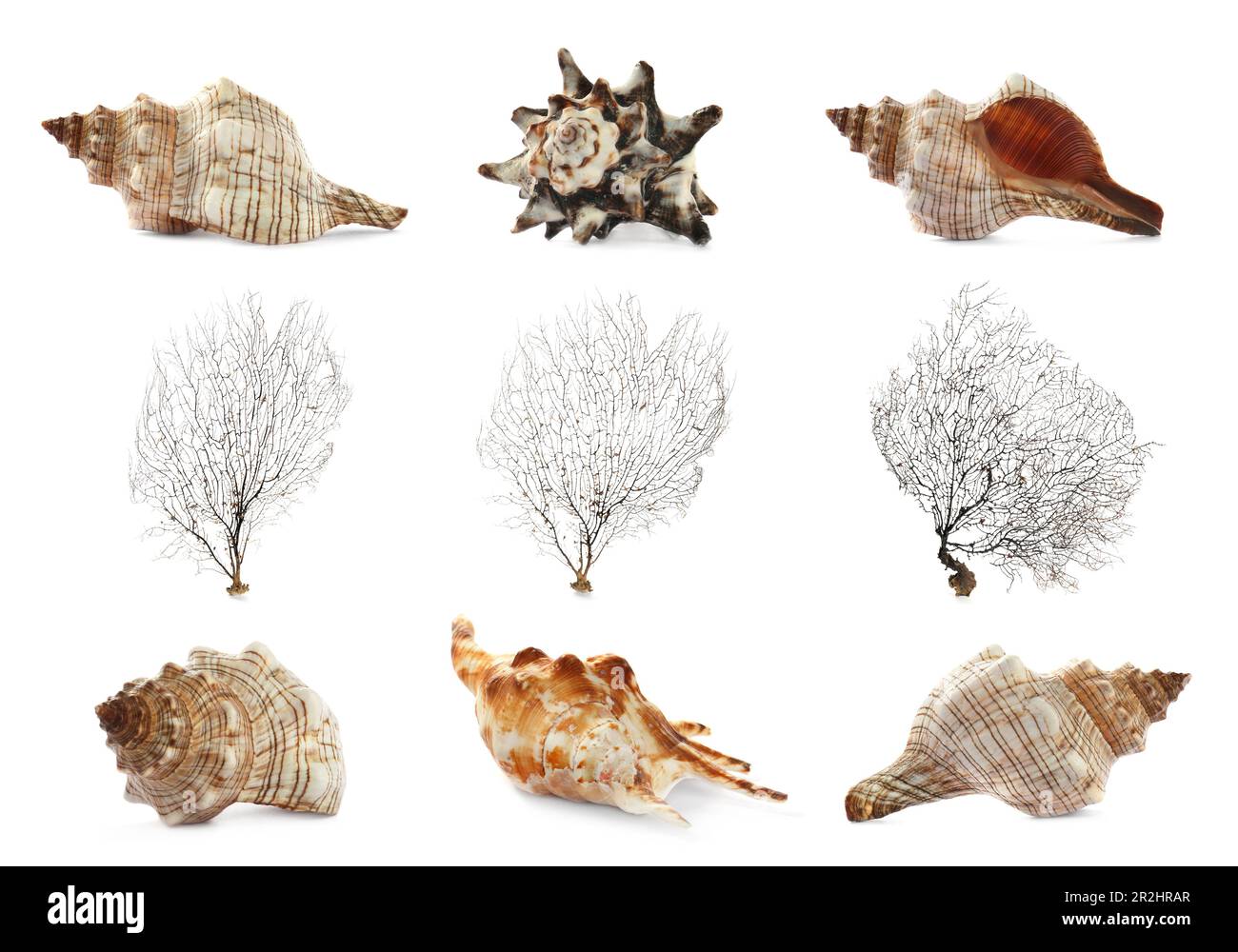 Ensemble de différents coquillages exotiques et coraux ramifiés sur fond blanc Banque D'Images