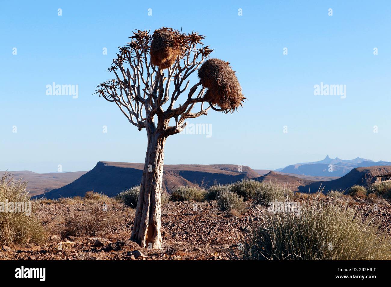 Namibie ; région de Karas ; Namibie méridionale ; Canyon nature Park West ; arbre de quiver avec de grands nids d'oiseaux de tisserand Banque D'Images