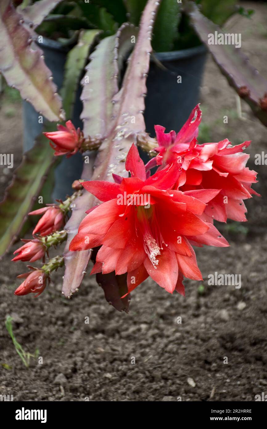 De belles fleurs d'Epiphyllum rouges fleurissent au printemps Banque D'Images