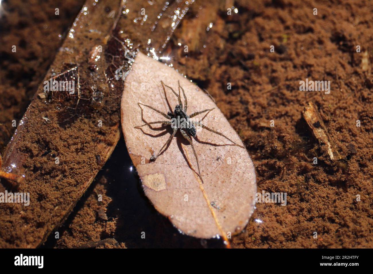 Petite araignée de loup ou Lycosidae debout dans une feuille dans une vapeur au procès de Payson College en Arizona. Banque D'Images