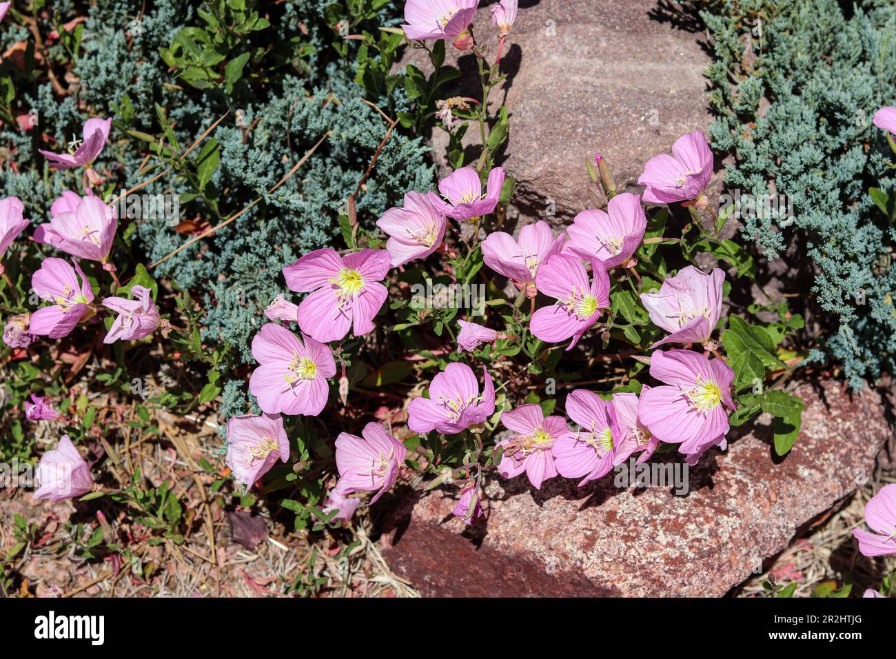 Onagre rose ou Oenothera speciosa en fleur au croisement de la scierie à Payson, en Arizona. Banque D'Images