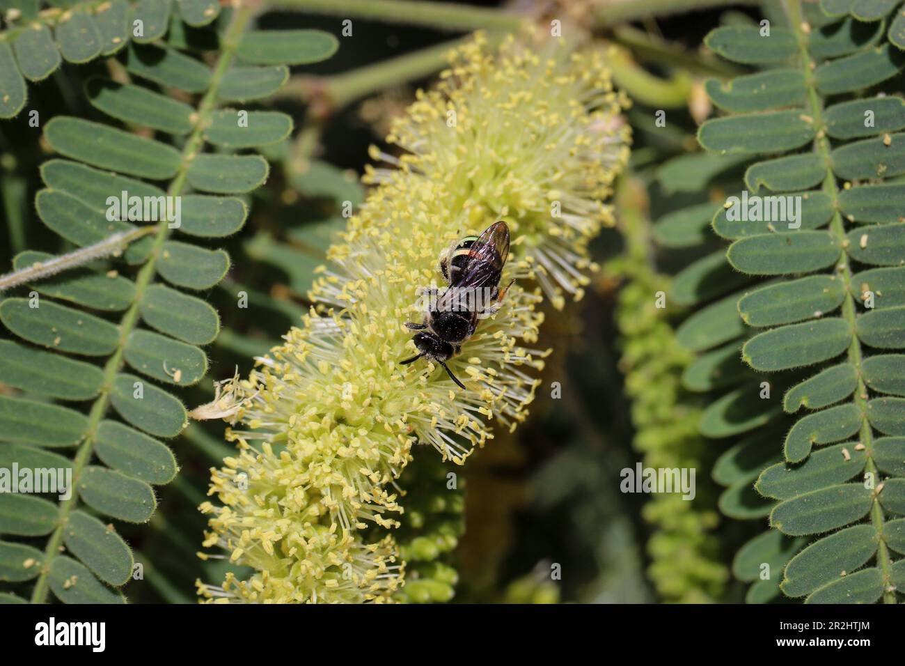 L'abeille sueur ou Apunomia se nourrissant d'une fleur de mésentout au ranch d'eau de Riparian en Arizona. Banque D'Images