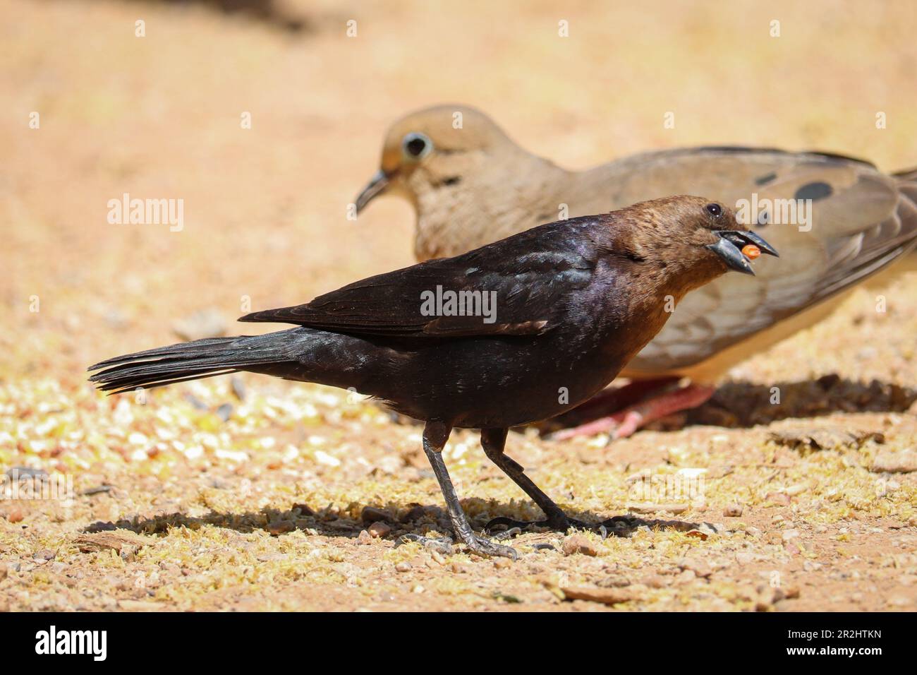 Cowbird ou Molothrus, mâle à tête brune, se nourrissant de quelques graines au ranch d'eau riveraine en Arizona. Banque D'Images