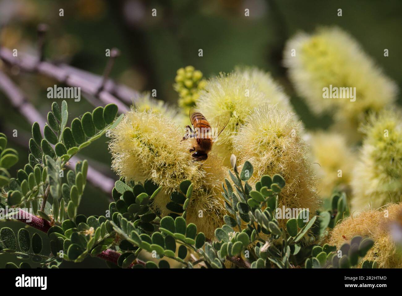 Abeille ou API mellifera se nourrissant d'une fleur de mésentout au ranch d'eau riveraine en Arizona. Banque D'Images