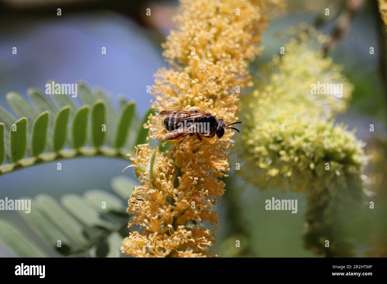 Gros plan d'une petite abeille se nourrissant de la fleur de mésot au ranch d'eau de Riparian en Arizona. Banque D'Images