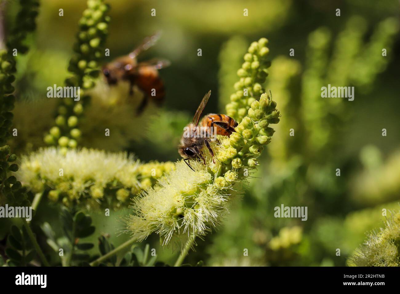 Abeille ou API mellifera se nourrissant sur des fleurs de mésentout au ranch d'eau de Riparian en Arizona. Banque D'Images