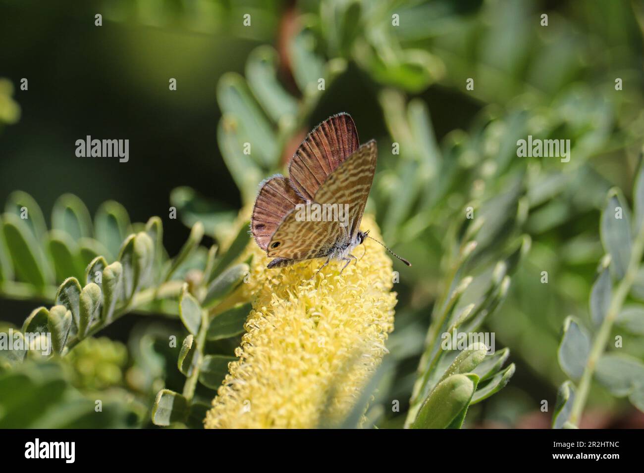 Bleu marin ou port de plaisance de Leptotes se nourrissant sur des fleurs de mésentout au ranch d'eau de Riparian en Arizona. Banque D'Images