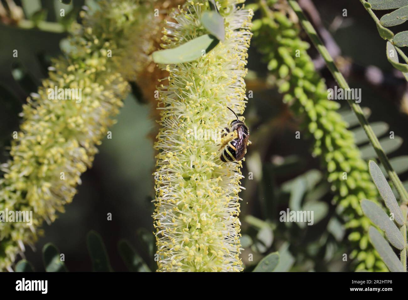 L'abeille sueur ou Apunomia se nourrissant d'une fleur de mésentout au ranch d'eau de Riparian en Arizona. Banque D'Images