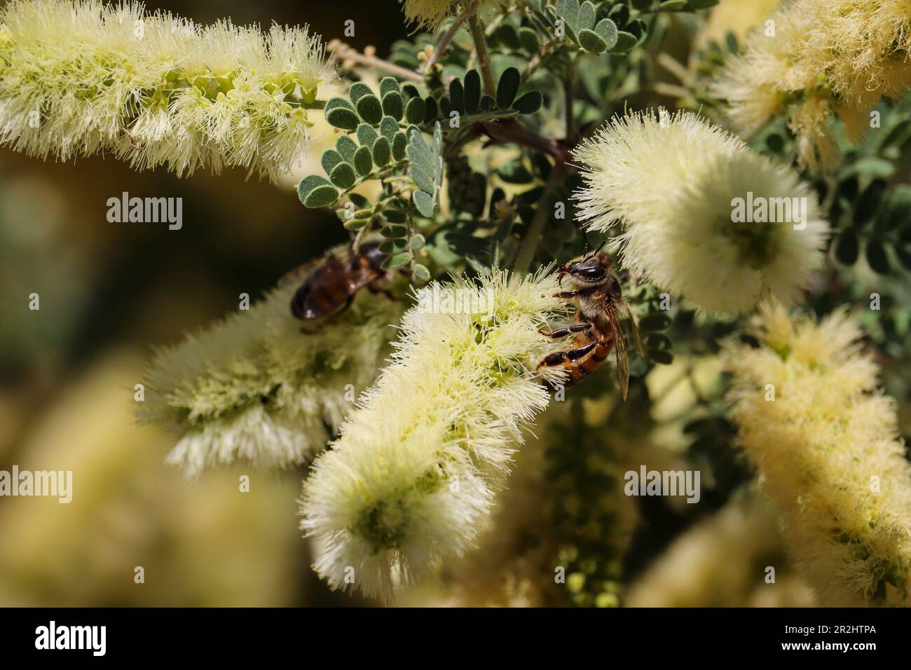 Abeille occidentale ou API mellifera se nourrissant sur des fleurs de mésentout au ranch d'eau de Riparian en Arizona. Banque D'Images