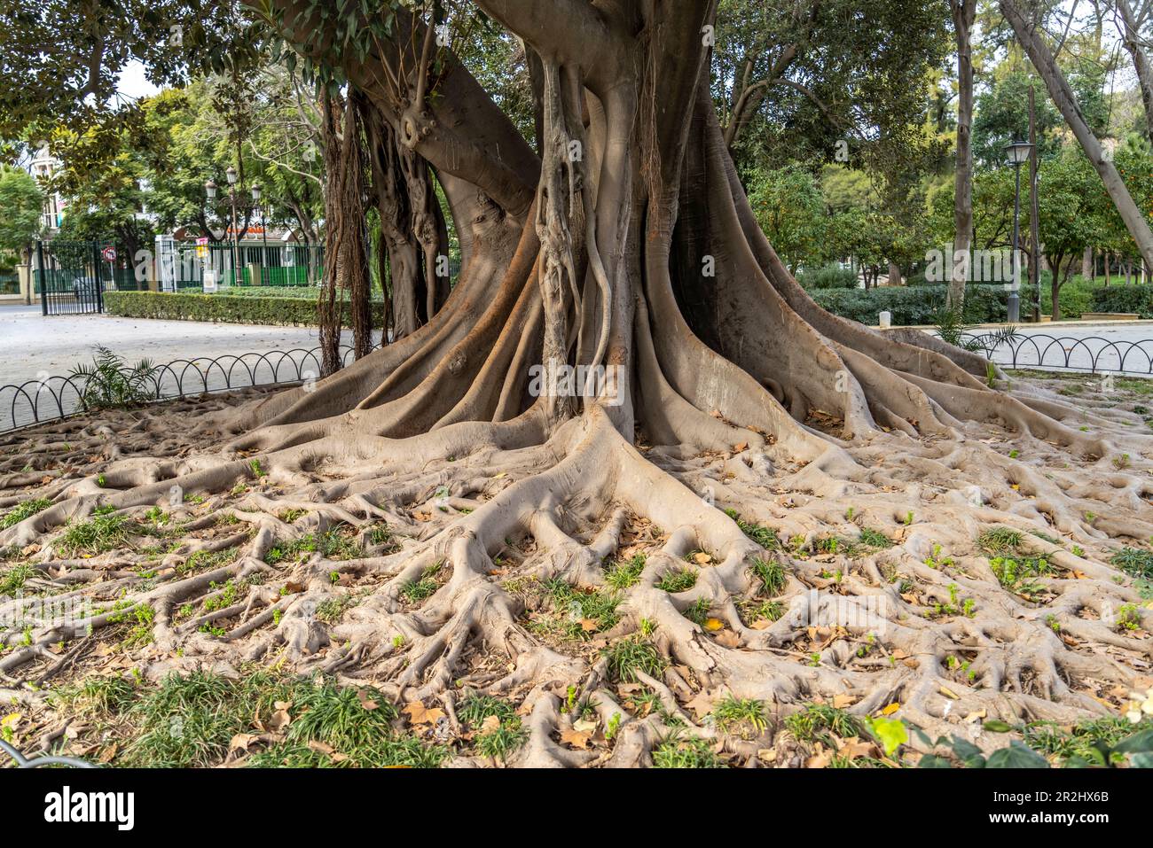 Racines énormes d'un arbre en caoutchouc dans le parc María Luisa, Séville, Andalousie, Espagne Banque D'Images