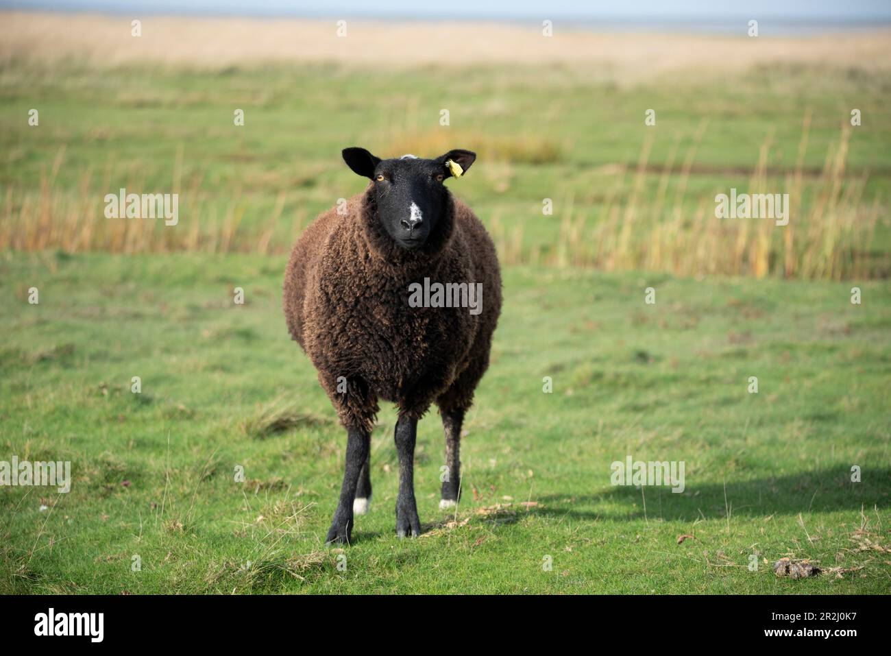 Les moutons de l'île de Mandø, seule île marémotrice du Danemark et de 39, se trouvent dans la mer des Wadden, dans le parc national de Vadehavet, Mandø, Syddanmark, Danemark Banque D'Images