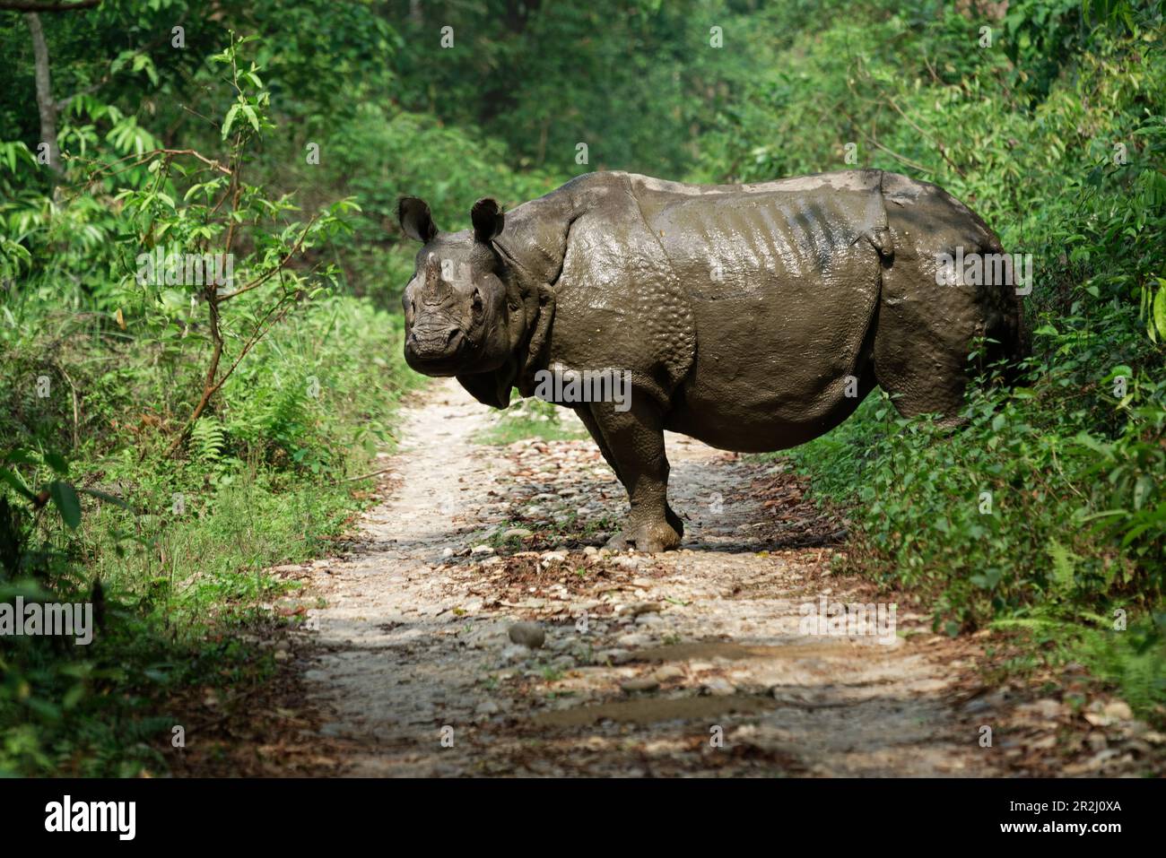 Rhinocéros indien dans le parc national de Chitwan, au Népal. Banque D'Images