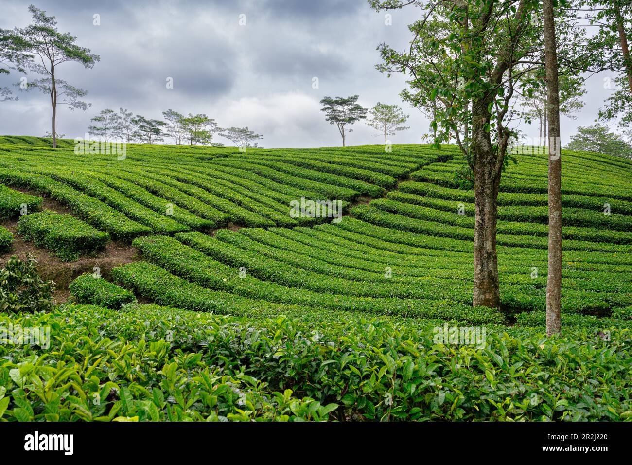 Vues sur la plantation de thé de Sukadana, Java-Ouest, Indonésie, Asie du Sud-est, Asie Banque D'Images