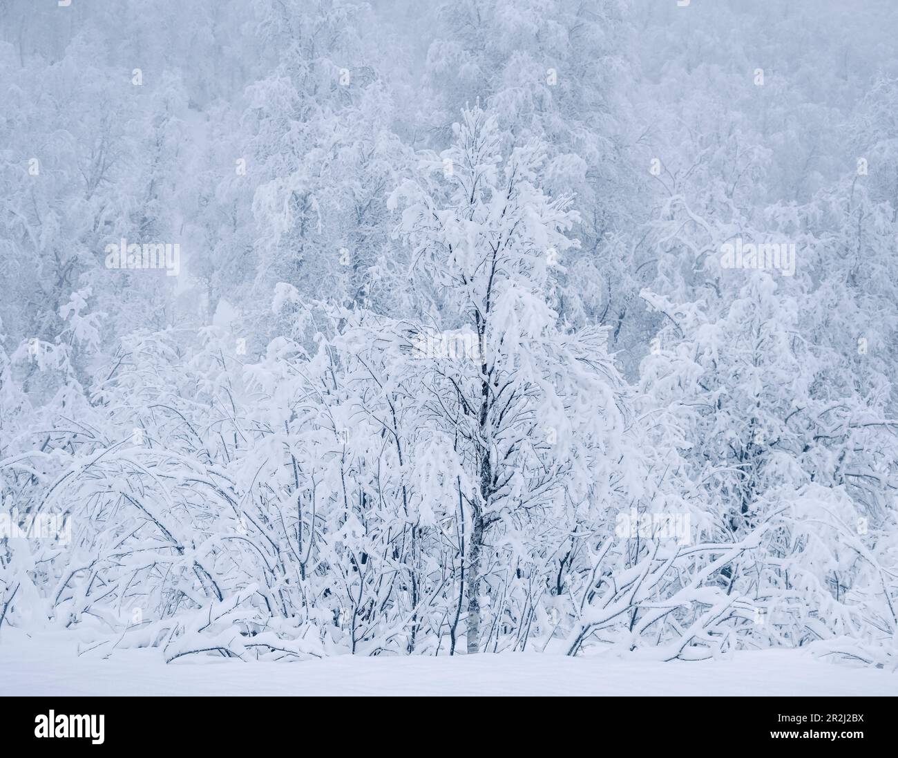 Belle neige arbres couverts en hiver, près de Sorli, île de Senja, comté de Troms og Finnmark, Norvège, Scandinavie, Europe Banque D'Images