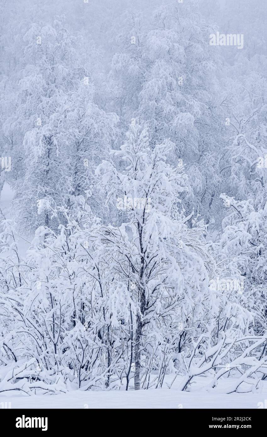 Beaux arbres enneigés en hiver, près de Sorli, île de Senja, comté de Troms og Finnmark, Norvège, Scandinavie, Europe Banque D'Images