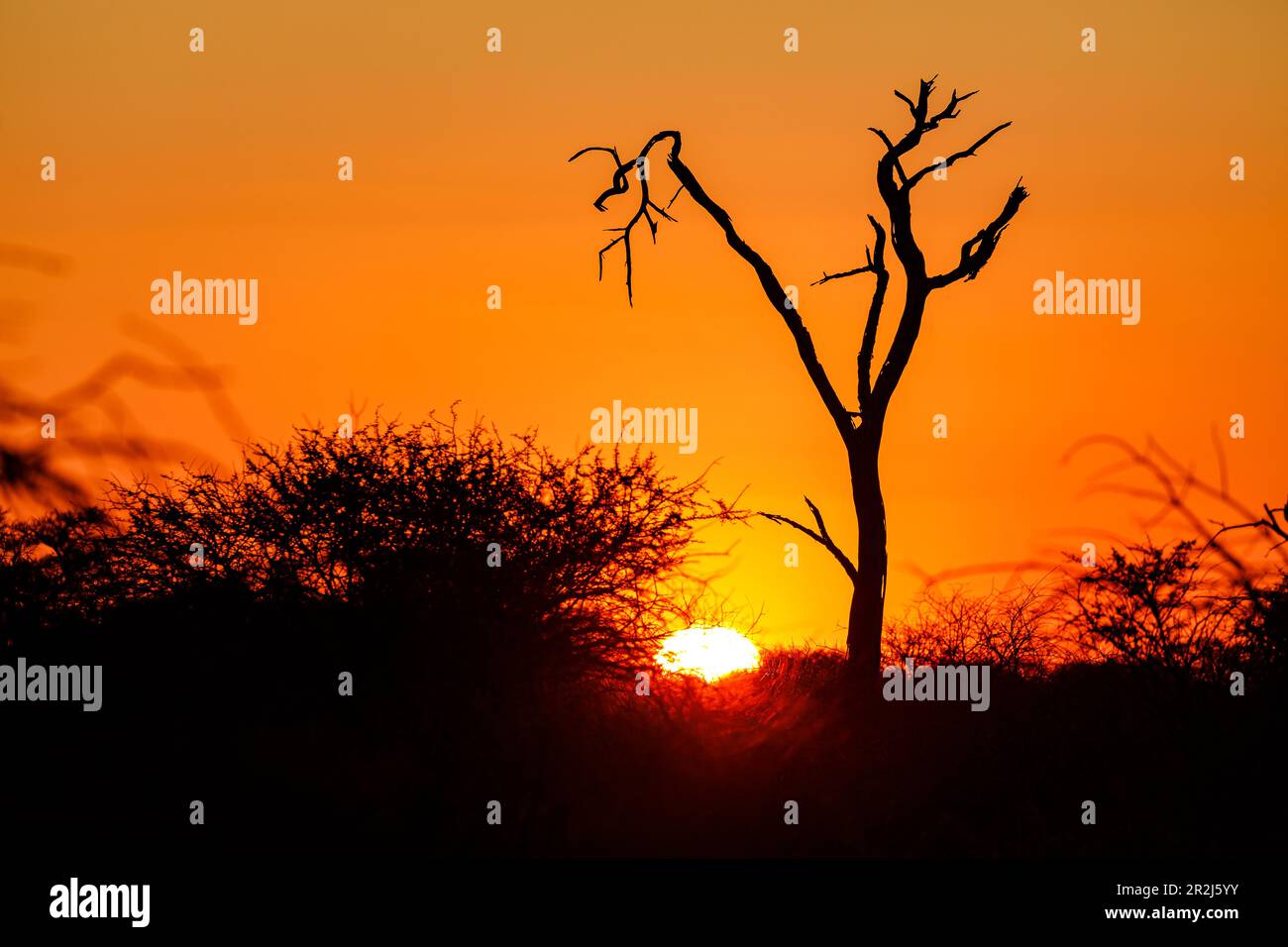 Un arbre mort dans la brousse africaine a silhoueté contre un soleil éclatant au coucher du soleil Banque D'Images