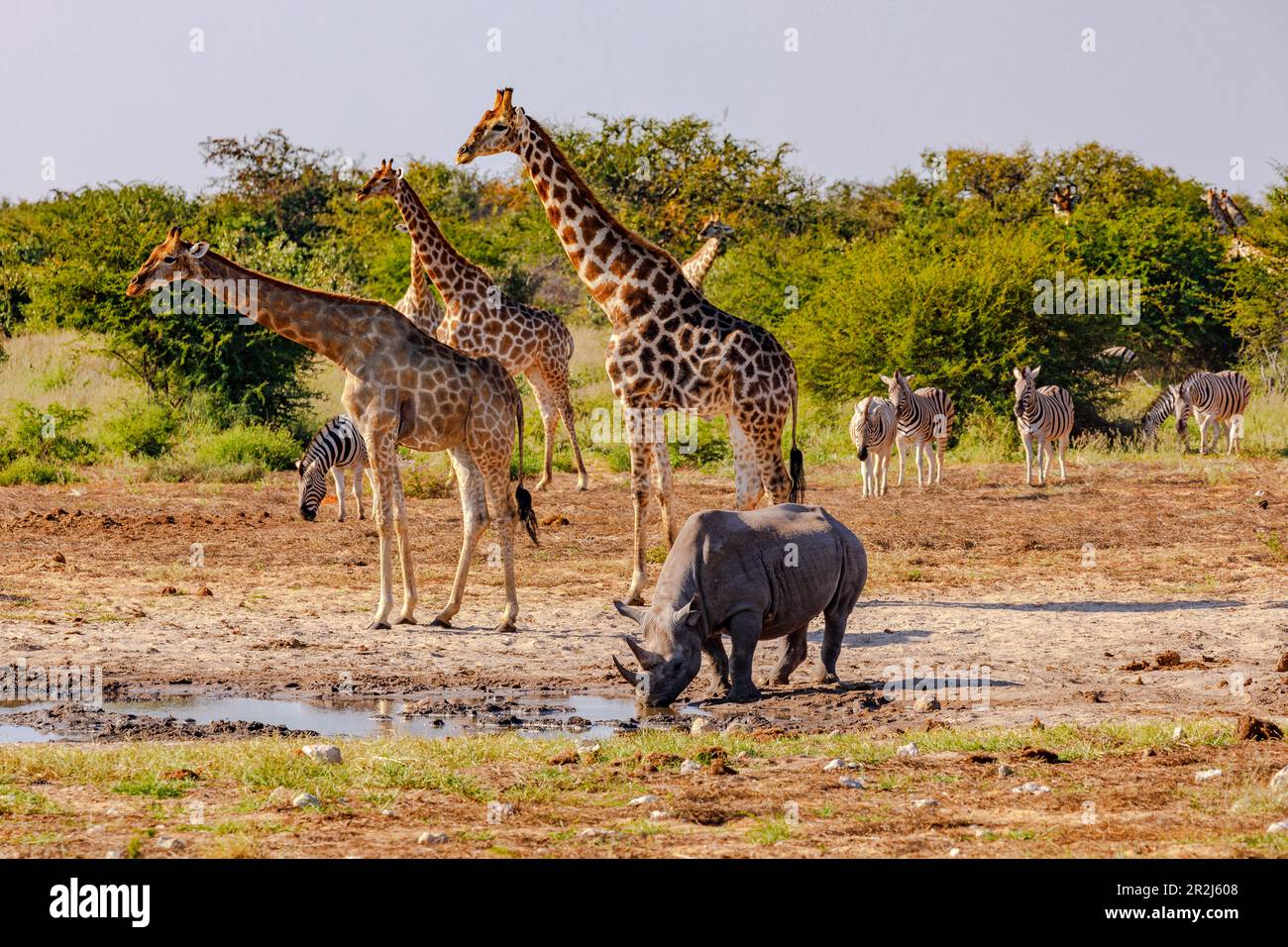 Quelques girafes et zèbres et un rhinocéros se rencontrent dans un trou d'eau pour boire dans le parc national d'Etosha en Namibie, en Afrique Banque D'Images