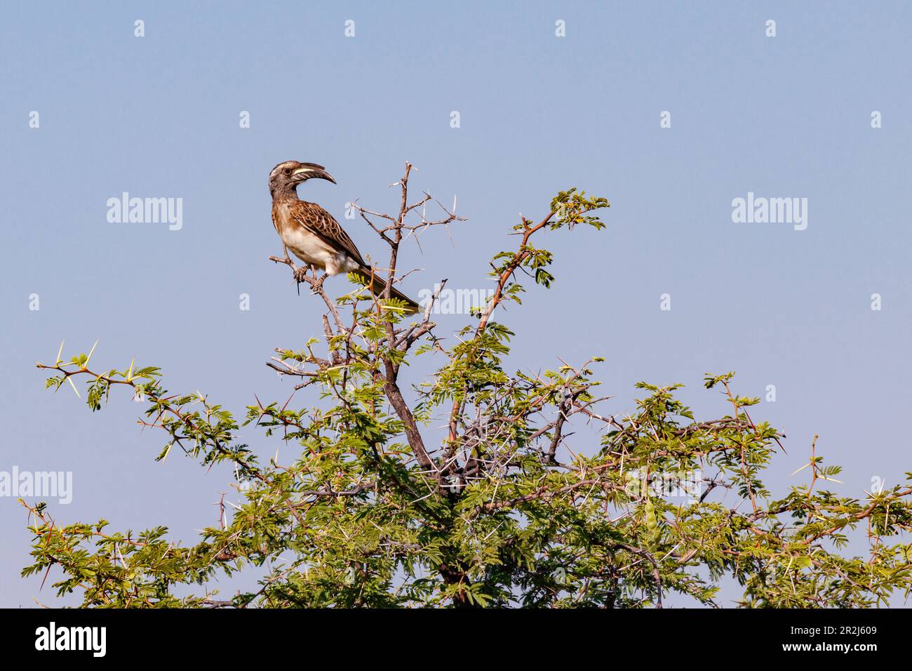 Un Toco gris caractéristique perche sur un acacia avec de nombreuses épines dans le parc national d'Etosha en Namibie, en Afrique Banque D'Images