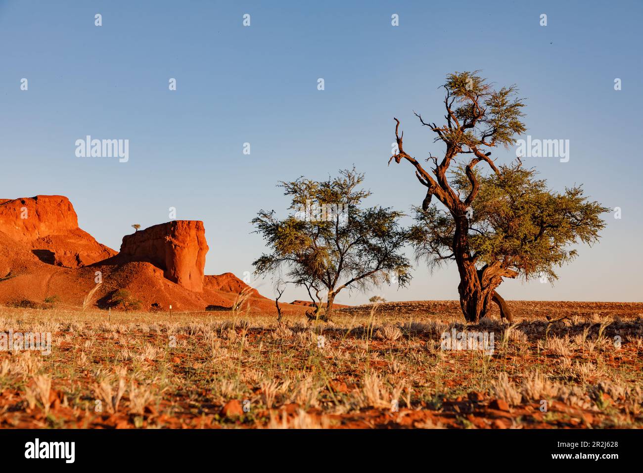 Arbres au coucher du soleil devant les dunes pétrifiées dans le désert de Namib, Namibie, Afrique Banque D'Images