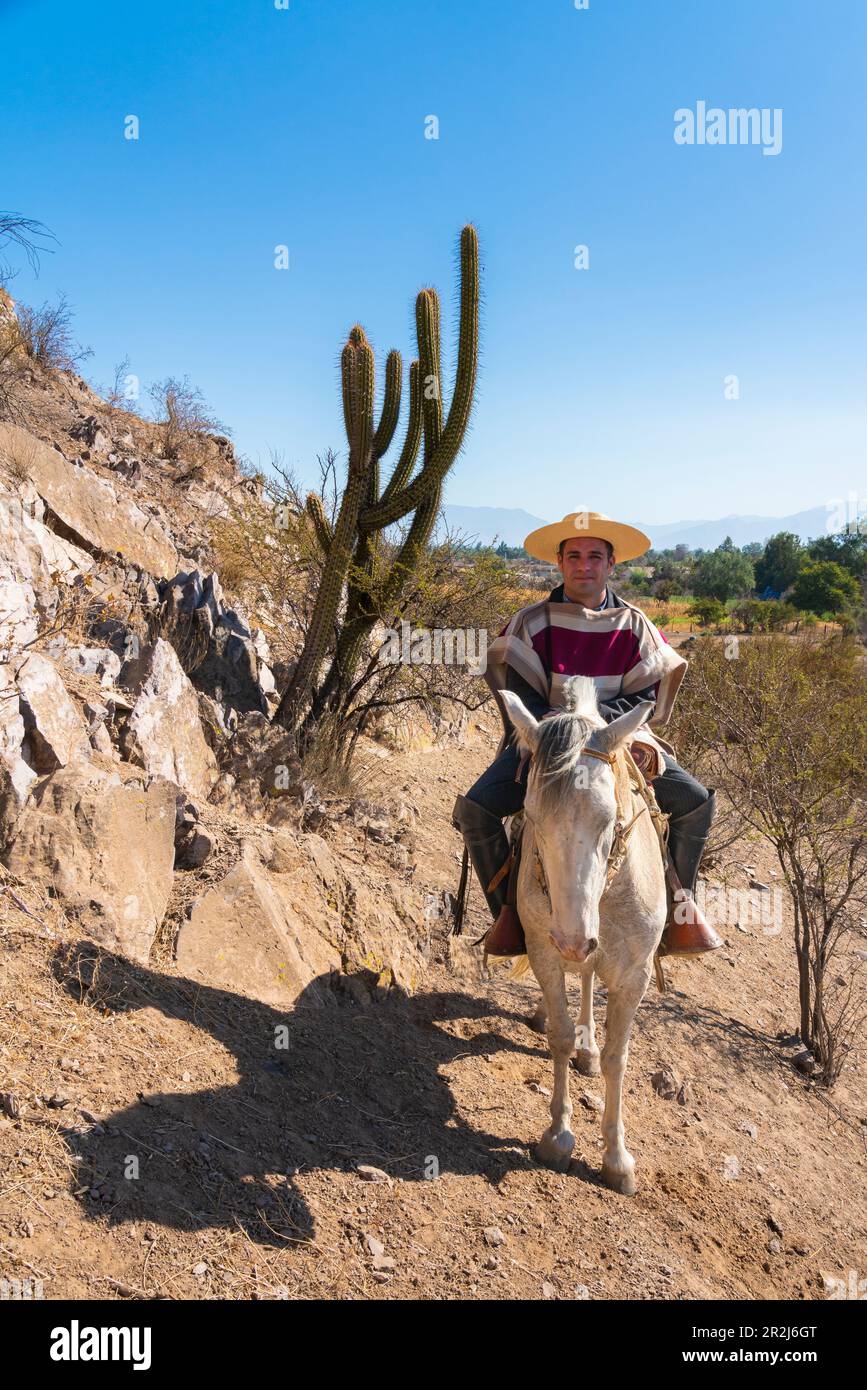 Huaso en vêtements traditionnels équitation par cactus sur la colline, Colina, province de Chacabuco, région métropolitaine de Santiago, Chili, Amérique du Sud Banque D'Images