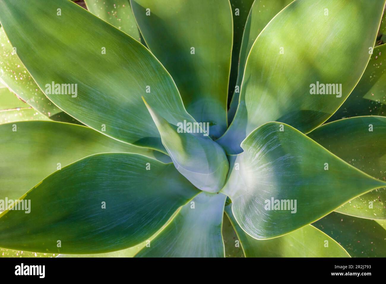 Agave dans le jardin de la Mortella à Forio, île d'Ischia, Golfe de Naples, Campanie, Italie Banque D'Images