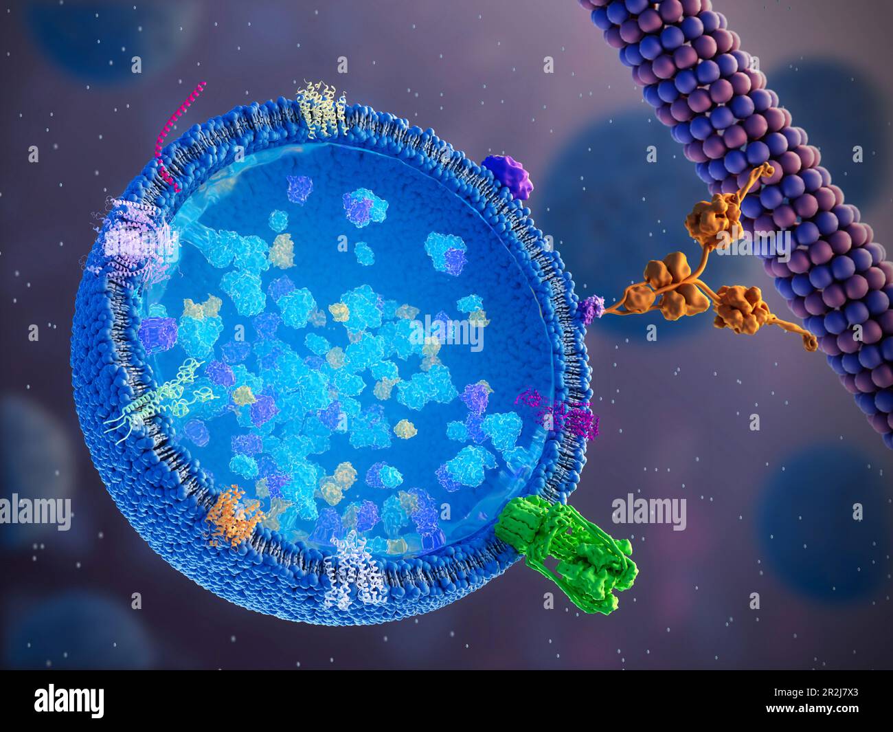 Lysosome, illustration Banque D'Images
