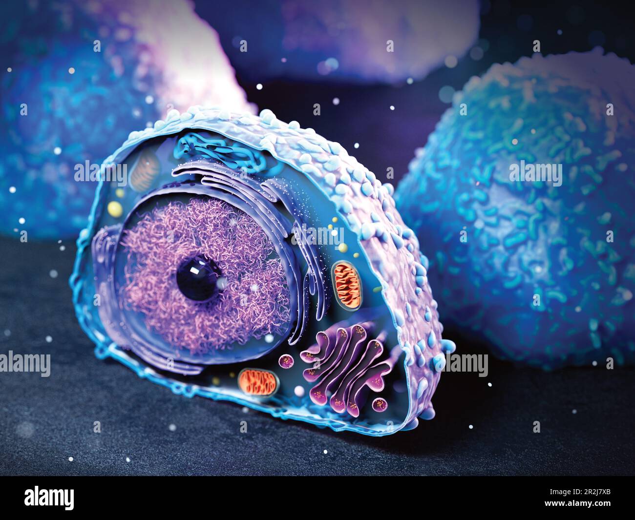 Lymphocyte, illustration Banque D'Images