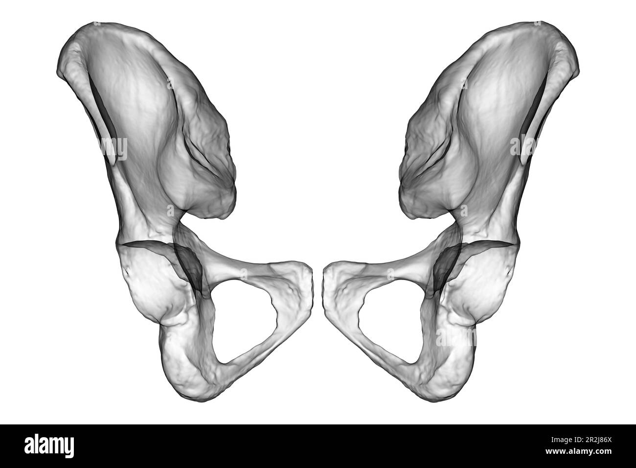 Anatomie des os coxaux, illustration Banque D'Images