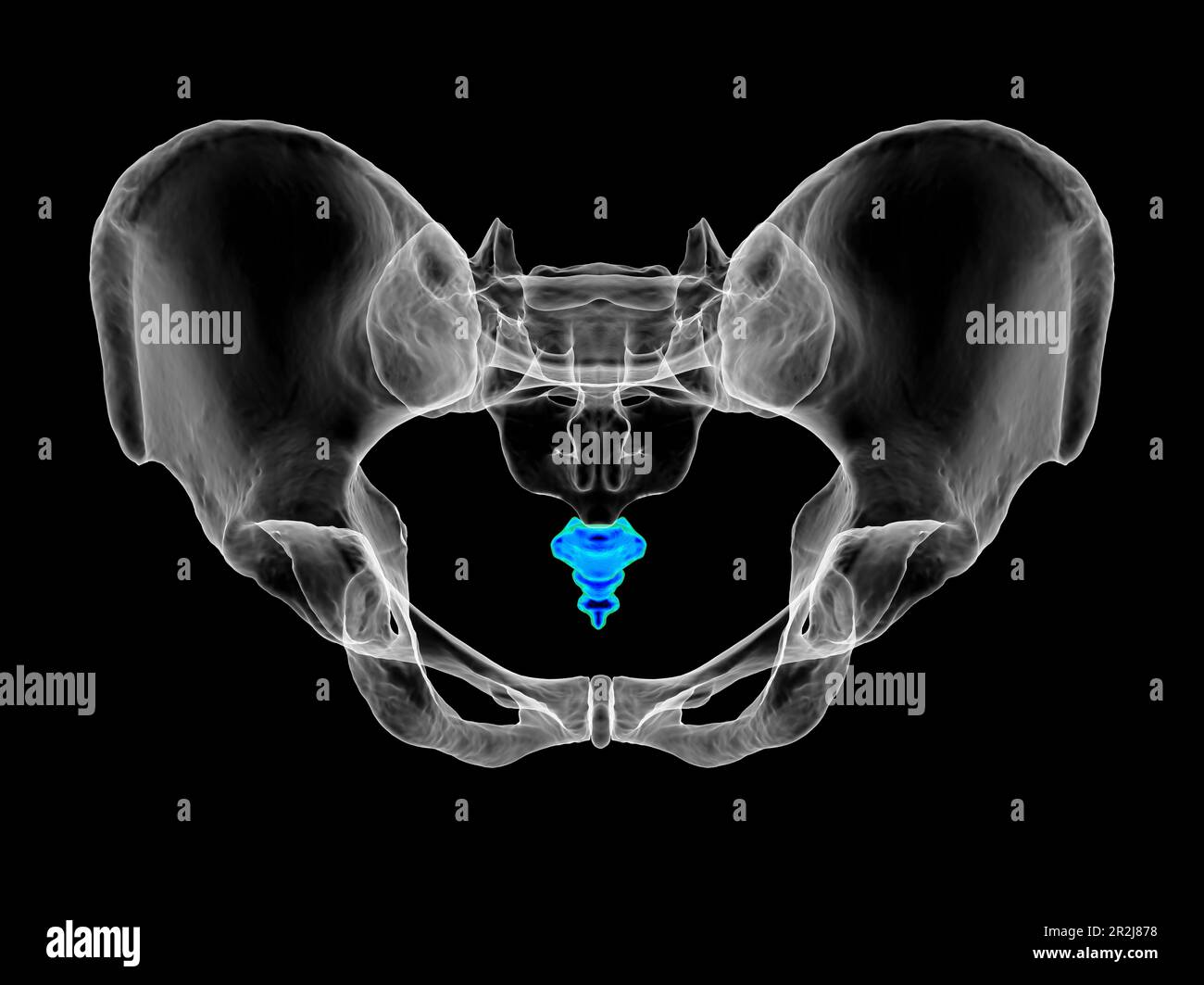 Anatomie de l'os de coccyx, illustration Banque D'Images