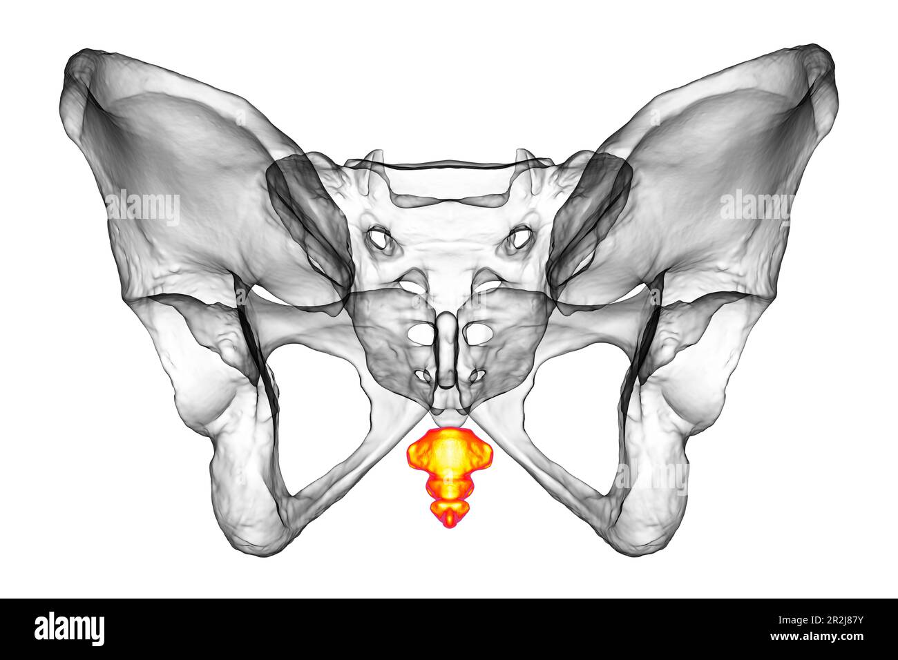 Anatomie de l'os de coccyx, illustration Banque D'Images